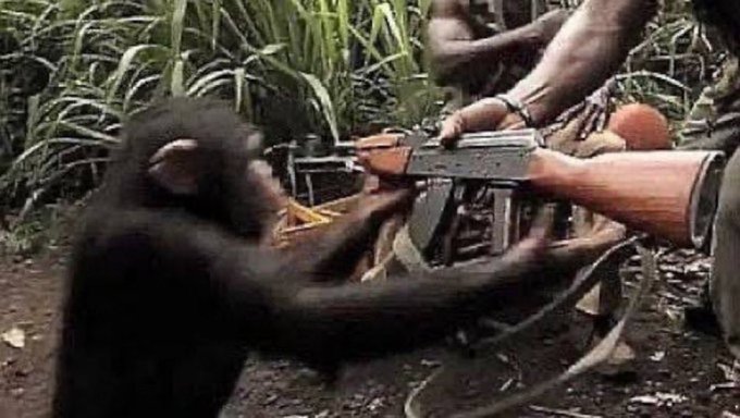 A young chimpanzee appears to handle or fire an AK-47-style rifle held by a person in what looks like a forested area, in a disturbing viral-style image.