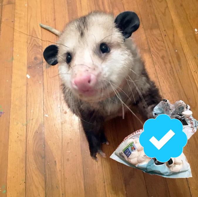 A possum stands on a wooden floor next to a torn snack package, with a blue Twitter verification badge overlaid on the image.