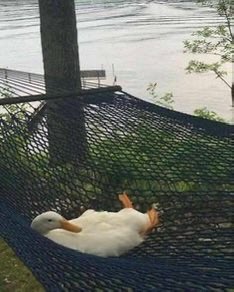 A white duck lies on its back with its feet up while resting in a black hammock outdoors near a body of water.