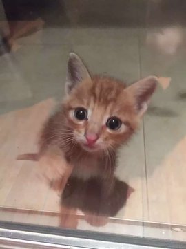 An adorable orange tabby kitten with big, soulful eyes looks up through a glass door, its curious and hopeful expression perfectly embodying the joy of "When Happiness Comes Knocking."