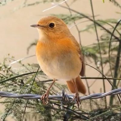 A small orange and cream-colored bird perches on a barbed wire fence, set against a blurred backdrop of greenery and pale earth tones. The image evokes a quiet, tangled scene that complements the cryptic, code-like tone of the accompanying text referencing block 25348425.
