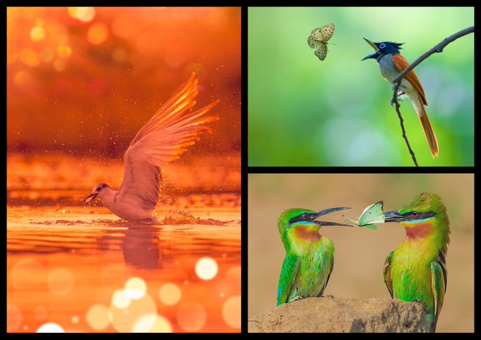 A collage of bird photographs: a white bird taking off from water with an orange glow on the left, a paradise flycatcher with a butterfly in the top right, and two colorful bee-eaters sharing a butterfly in the bottom right.