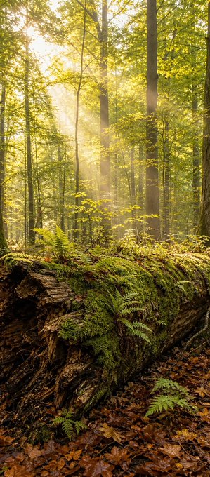 A moss-covered fallen log rests in a sunlit forest, surrounded by ferns and tall trees with morning light filtering through the canopy. The serene, natural scene evokes a peaceful start to the day, perfectly complementing the "Good morning" greeting and inviting reflection on the day's plans.