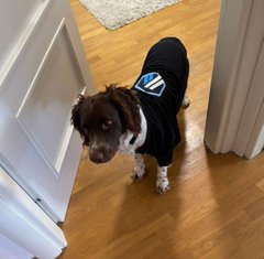 A small brown and white dog wearing a dark blue sweater stands on a wooden floor next to a white door.