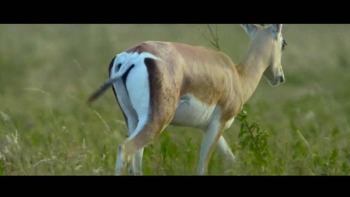 The image shows a brown and white animal walking through tall grass. The background of the photo appears to be a blurred green field, which could possibly represent a safari or wildlife reserve setting. There are also some words visible in the image that seem to be related to the virtuals protocol migration process.