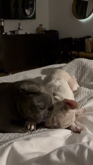 A photo of a hairless sphynx cat cuddling with a small white pig on a bed.