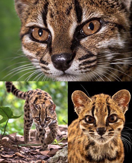 A collage of three images showing a wildcat (leopard cat) species: a close-up portrait at the top, a full-body shot walking in a forest at the bottom left, and another close-up portrait against a black background at the bottom right.