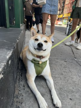 The image features a tan dog wearing a green harness lying down on a sidewalk next to a building. The dog appears relaxed and content as it enjoys its time outdoors. In the background, there are several people walking by or standing nearby, some of whom have backpacks with them. A person is also holding a Dogecoin coin in their hand.