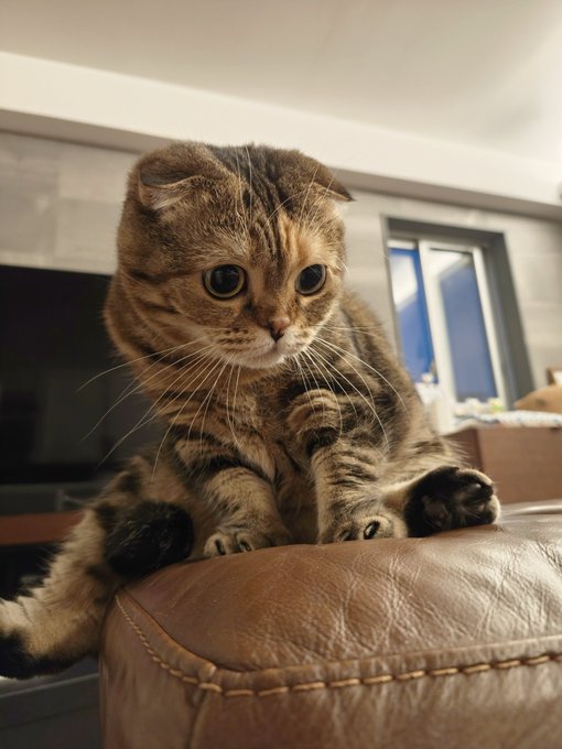 A close-up portrait of a Scottish Fold cat with tabby markings sitting on a brown leather couch, looking directly at the camera.