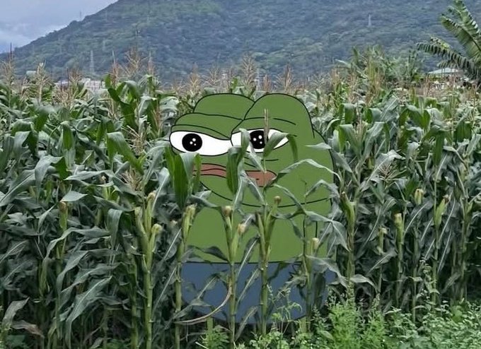An edited image showing a cartoon frog character (resembling Pepe) superimposed over a cornfield with mountains in the background.