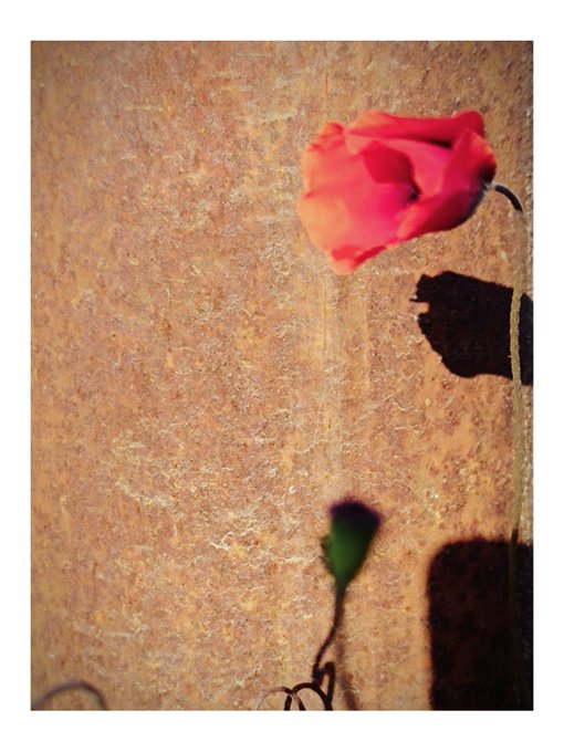 A pink rose lying on a textured tan surface, casting a dark shadow, with a small green rosebud visible below it.