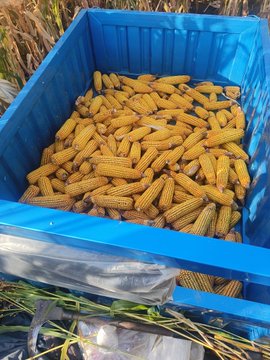 A blue plastic crate filled with freshly harvested yellow corn cobs sitting outdoors in a field with corn stalks visible around it.