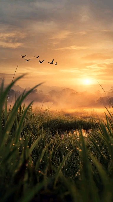 The image features a beautiful sunrise over a field of tall grasses. A flock of birds can be seen flying above the field as they make their way across the sky, with the sun rising behind them. The photo has been edited to include a watermark in the bottom right corner that reads "@NomismaNetwork".