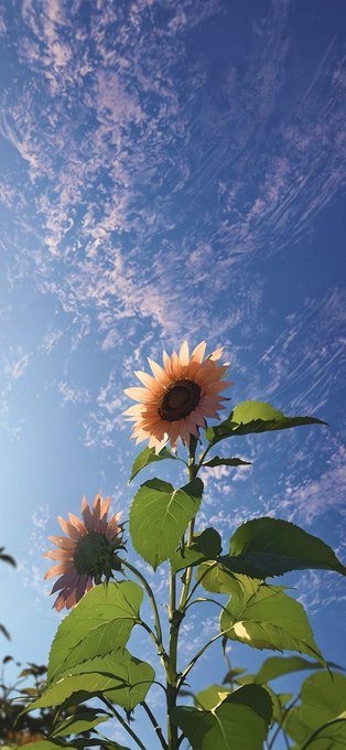 Two sunflowers with green leaves are photographed from a low angle against a bright blue sky with wispy clouds.