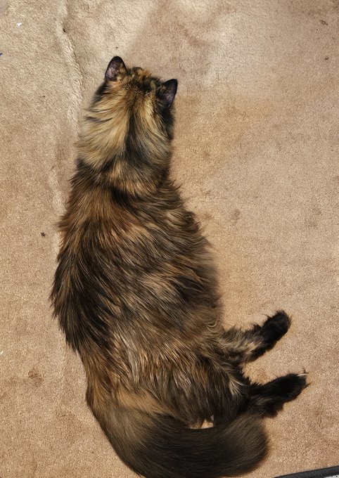 A fluffy tortoiseshell cat with long fur is photographed from above, lying on a beige carpet.