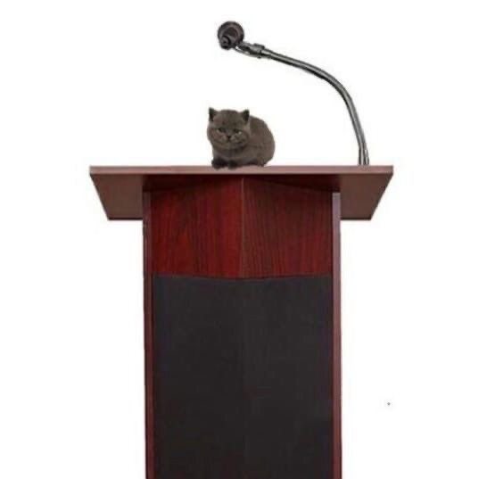 A gray cat perched on top of a wooden podium with a microphone, looking like it's about to deliver a speech or press conference.