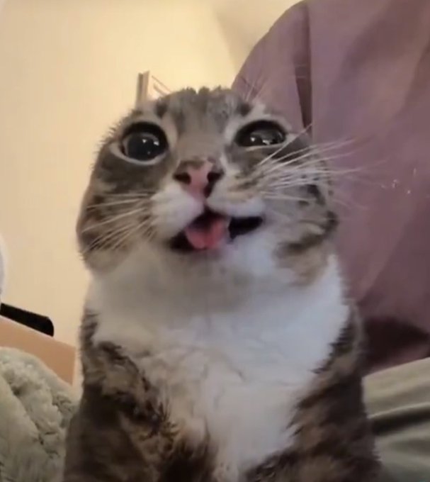 A wide-eyed tabby cat with its mouth open in an astonished expression, resembling shock or awe. The cat's surprised look perfectly mirrors the "We HODL" sentiment, capturing the stunned reaction of crypto investors holding through market volatility.