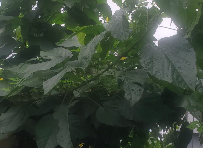 An underwater view looking up at the surface, showing large green leaves of a lotus or water lily plant with small water droplets on them.