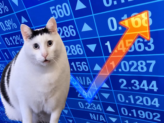 A humorous composite image of a wide-eyed black-and-white cat sitting in front of a blue stock market board filled with numbers, with a large glowing orange and blue chart arrow pointing diagonally upward across the scene.