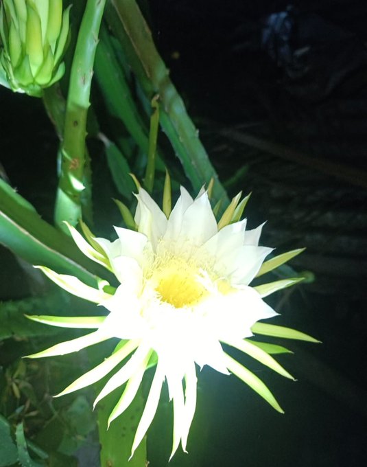 A radiant night-blooming cereus or dragon fruit flower glows in the darkness, symbolizing the unexpected beauty that emerges when opportunity (like @EthraShip) opens access to previously unreachable ventures such as ship ownership.
