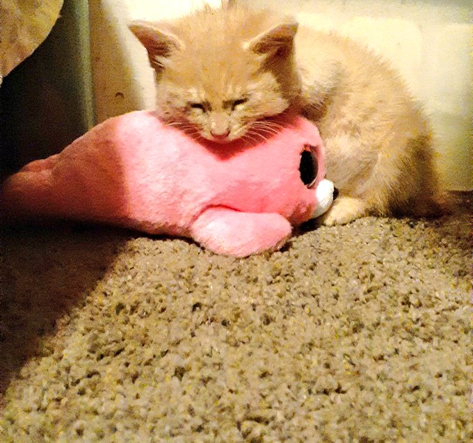 A vintage-style photo of an orange tabby kitten hugging and resting its chin on a pink plush toy while lying on beige carpet.