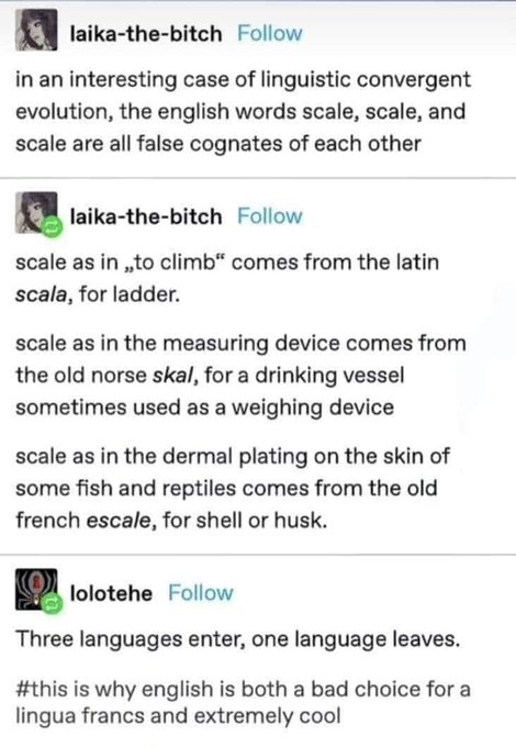 A Tumblr post by user 'laika-the-bitch' explaining the false cognates of the English word 'scale' from Latin 'scala', Old Norse 'skal', and Old French 'escale', with a comment by 'lolothehe' calling it linguistic convergent evolution.