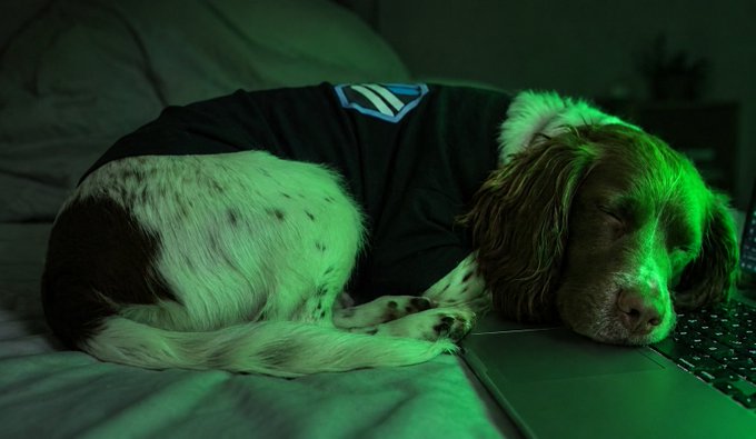 A brown and white dog sleeping on a couch while resting its head on a laptop keyboard, wearing a black t-shirt with a blue logo, all illuminated by a green glow.