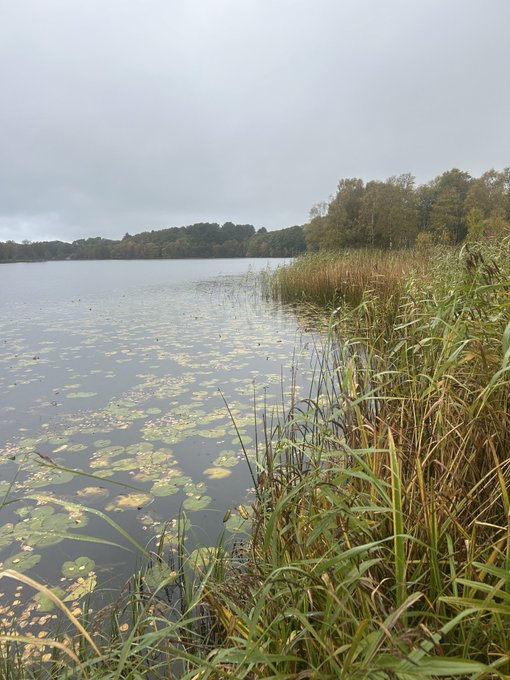 A serene overcast landscape showing a lake bordered by tall reeds and grasses in the foreground, with a tree-lined shore in the distance.