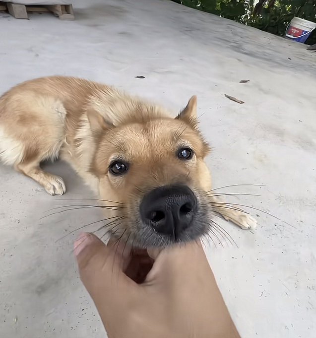 A person's hand reaches out to pet a tan-colored dog lying on a concrete patio, with the dog gazing up at the camera in a calm, trusting manner. The "RIP" caption suggests this is a touching tribute to a beloved pet that has passed away, with the gentle interaction capturing a final moment of affection.