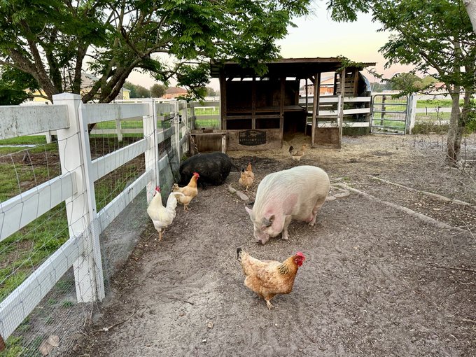 A pig, chickens, and a duck roam freely in a fenced farm enclosure near a small wooden shelter.