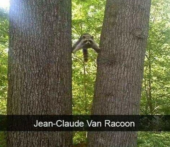 A meme image shows a raccoon peeking out from between two tree trunks, with the caption 'Jean-Claude Van Racoon' at the bottom.
