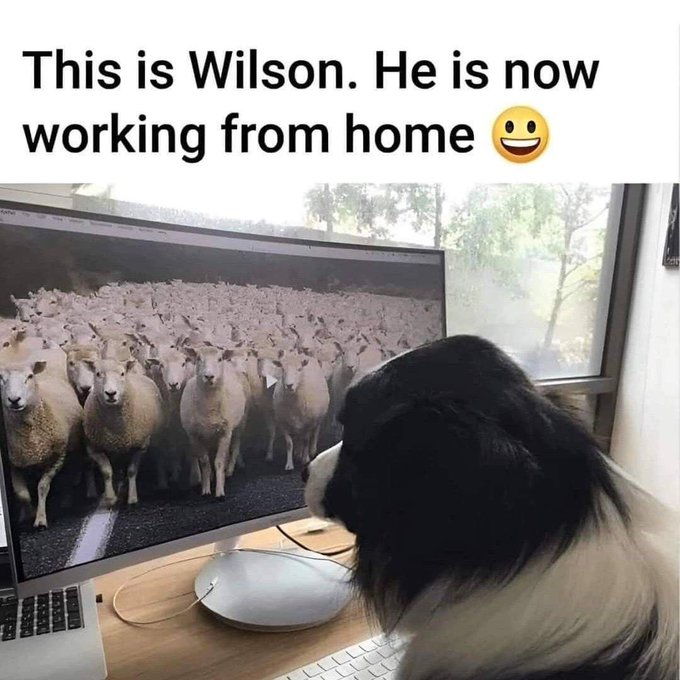A black and white dog sits at a desk staring at a computer monitor displaying a flock of sheep, with the caption 'This is Wilson. He is now working from home 😊'.