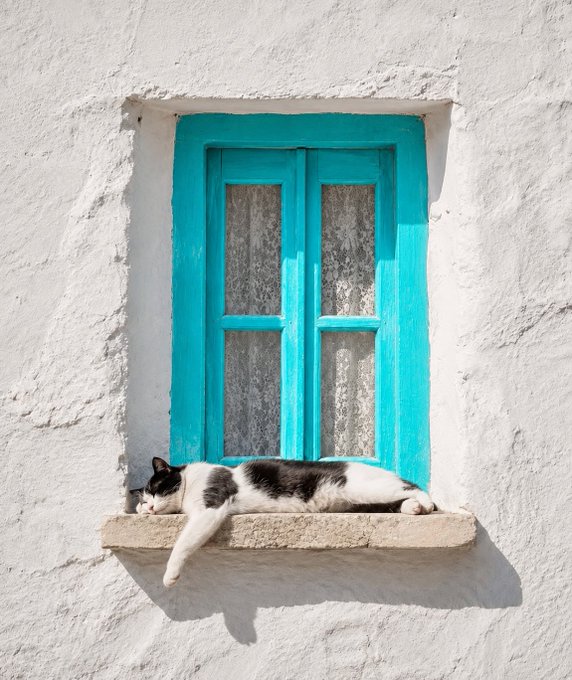 A black and white cat lounges peacefully on the ledge of a bright turquoise window set into a white stucco wall, embodying the relaxed autonomy described in the caption about taking control of your own world.