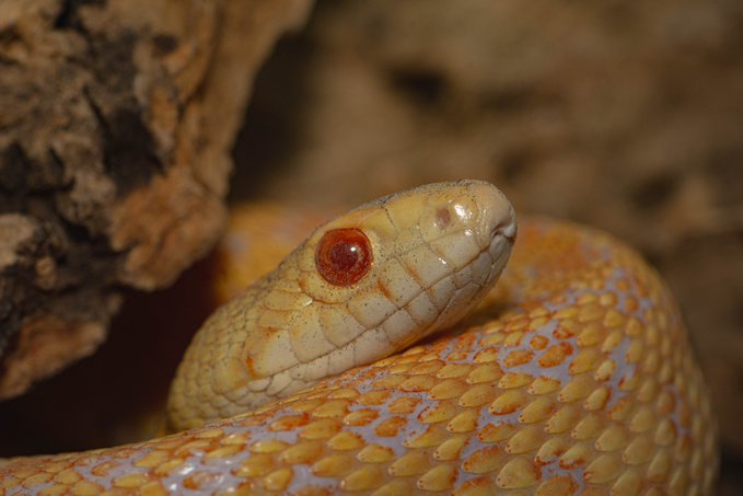 A close-up photograph of an albino snake with red eyes, its yellowish-white scales patterned with orange and lavender markings.