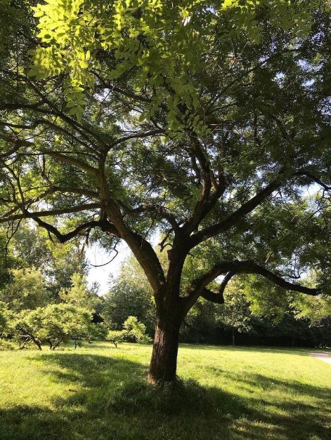A photograph of a large leafy tree standing on a grassy lawn in a park, with sunlight filtering through its branches.