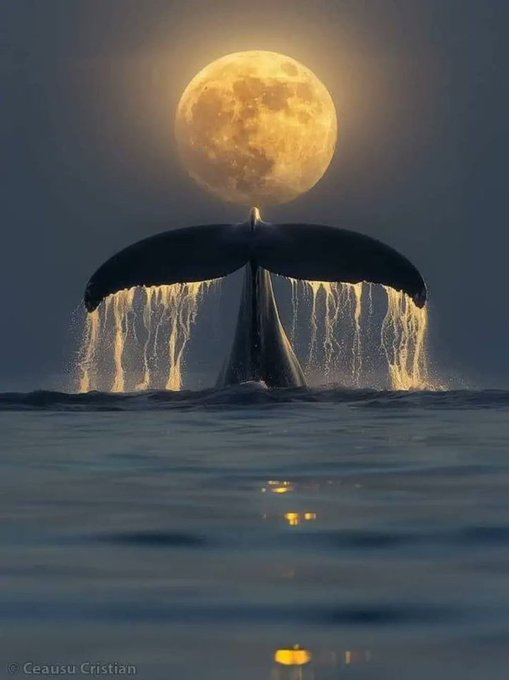 The image features a whale tail with water spraying from its back, set against a backdrop of a full moon rising over the ocean. The scene appears to be captured at night or during dusk when the moon's reflection can be seen on the water surface. The photo is titled "Whale Tail" and has been shared by someone named "Cecil".