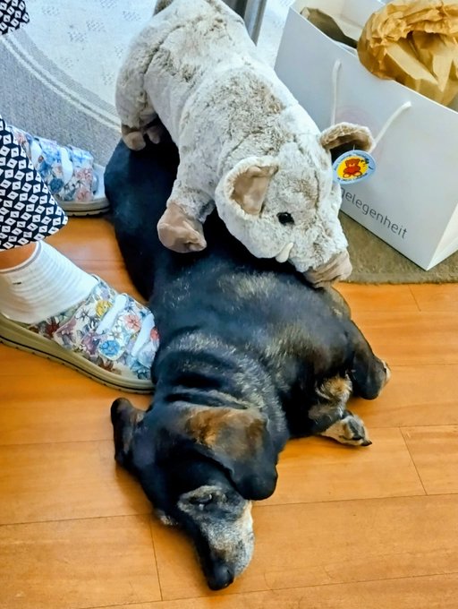 Two dogs rest on a wooden floor indoors; a larger black dog lies on its side while a smaller tan dog lies partially on top of it, with a person's floral shoe visible nearby.