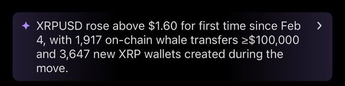 A text graphic reads: '✦ XRPUSD rose above $1.60 for first time since Feb 4, with 1,917 on-chain whale transfers ≥$100,000 and 3,647 new XRP wallets created during the move.'