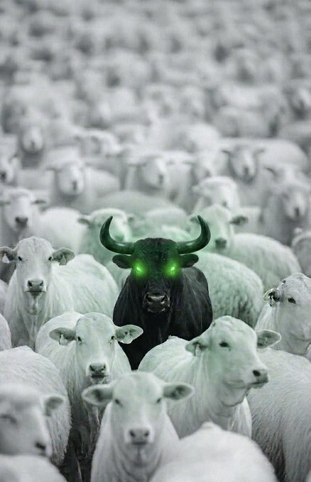 A surreal image of a black bull with glowing green eyes standing in a herd of white sheep, representing a financial market 'bull' emerging among a 'flock'.