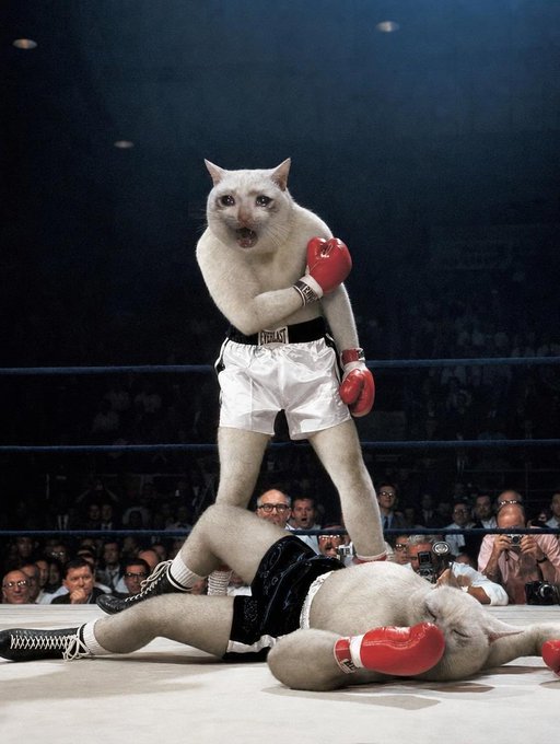 Two white cats wearing boxing gloves are in a boxing ring, with one standing victorious over the other who lies defeated on the canvas, humorously symbolizing the "liquidation" of short sellers by $CASHCAT. The scene plays on the post's joke about "shorts getting liquidated," treating the victorious cat as the bullish $CASHCAT dominating bearish positions.