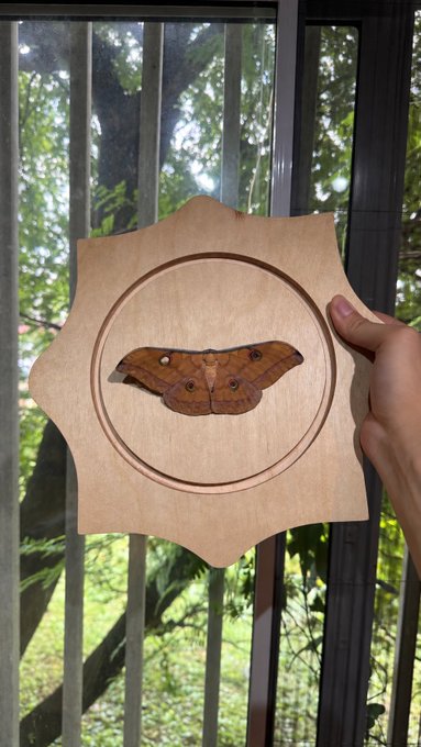 A hand holds up a wooden sun-shaped plaque featuring a mounted brown moth with eyespots on its wings, displayed against a window with greenery outside.