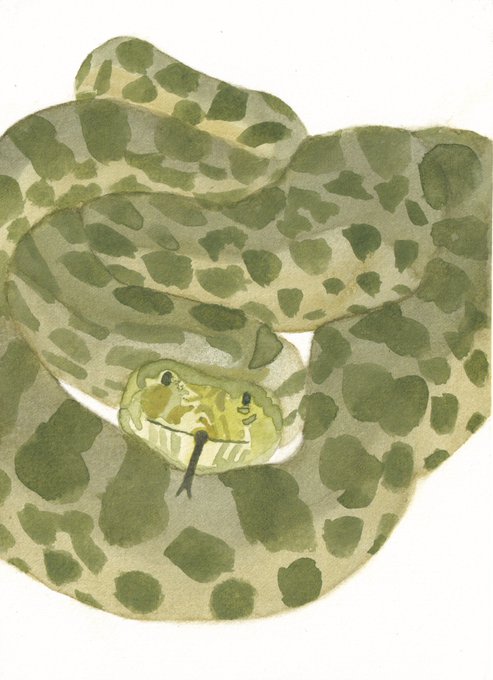 A watercolor-style illustration depicts a coiled green snake with dark green blotches, its head facing forward with a forked tongue extended.