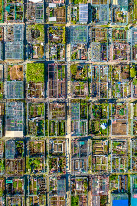 Aerial overhead photograph of a densely packed residential area filled with numerous greenhouses, garden plots, and small structures arranged in a grid pattern.