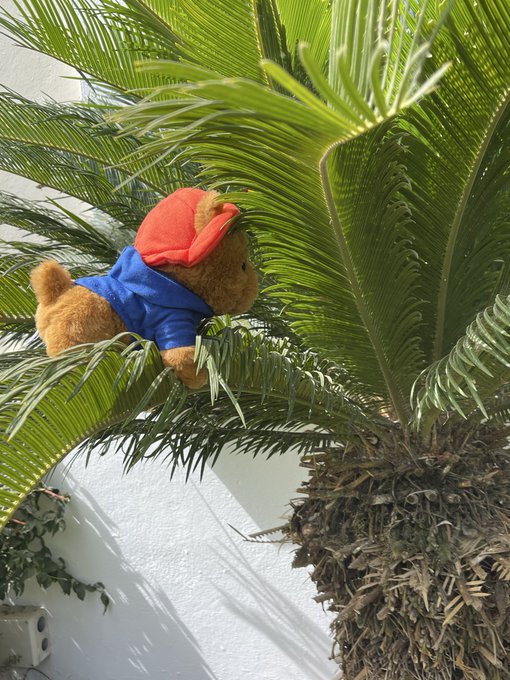 A Paddington Bear stuffed toy wearing a red hat and blue duffle coat is nestled in the fronds of a sago palm tree.