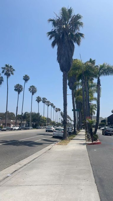 A tree-lined street view with parked vehicles under a bright blue sky, featuring tall, mature palm trees lining both sides of the road. The image reinforces the post's message about the enduring value of planting trees, as these towering palms stand as living examples of growth that began decades ago and continue to provide beauty and shade today.