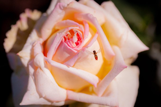 A close-up photograph of a delicate pale pink and yellow rose in bloom, with a small insect resting on one of its petals.