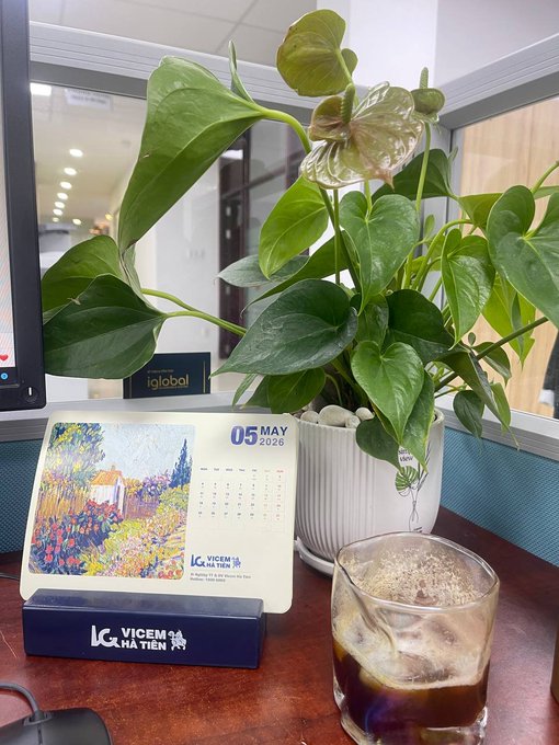 An office desk photo featuring a green pothos plant in a white ribbed pot, a calendar for May 2026 branded 'IC VICEM HÀ TIÊN', and a glass of iced coffee, with an 'iglobal' sign visible in the background.