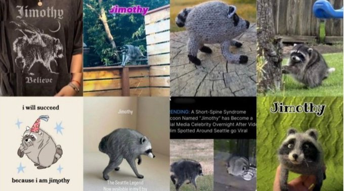 Collage of viral memes featuring 'Jimothy' the raccoon, including merchandise, plush toys, and news headlines about the raccoon named Jimothy becoming an internet celebrity.