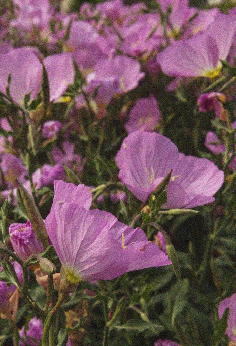A close-up photograph of pink evening primrose flowers with green foliage in the background.