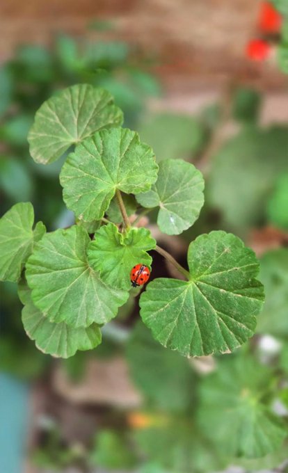 A close-up photograph of a small red ladybug with black spots resting on a green, scalloped leaf of a geranium-like plant.